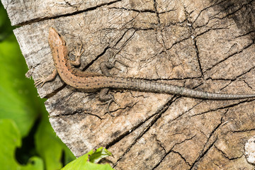 Lizard Lacerta agilis lies on a cracked wooden stump