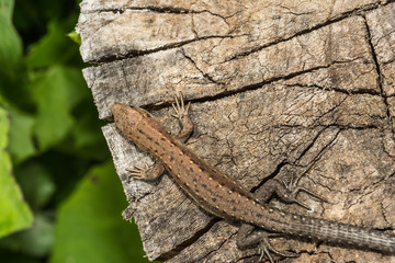 Lizard Lacerta agilis lies on a cracked wooden stump