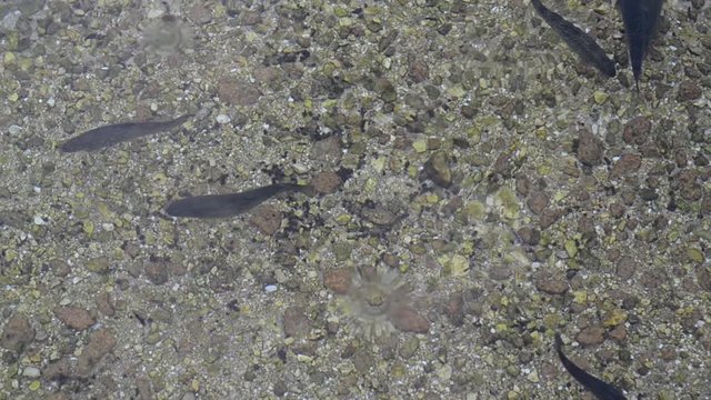 Trout in fishpond