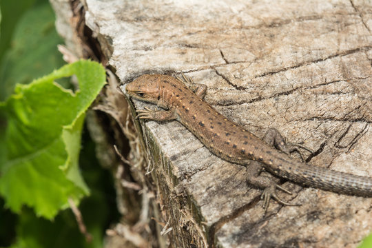Lizard Lacerta agilis lies on a cracked wooden stump