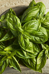 Raw Green Organic Basil Leaves