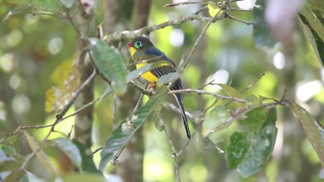 Sumatran trogon (Apalharpactes mackloti) in Sumatra,Indonesia 