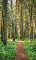 Path, Lane, Walkway, Way For Walking In Summer Mixed Forest Between Woods Trees.