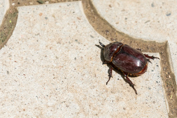 European rhinoceros beetle 