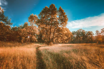 Autumn Landscape With Sunny Forest Oak Trees, Green Grass And Lane