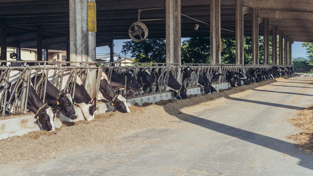 Cows in a row ready for slaughter and human consumption