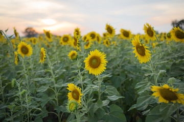 Obraz premium blooming sunflowers in field at sunset or twilight time background. summer landscape picture