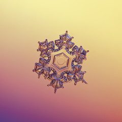 Real snowflake macro photo: star plate snow crystal with six short, broad arms with sharp edges and large, transparent central hexagon. Snowflake glittering on gradient background in warm lighting.