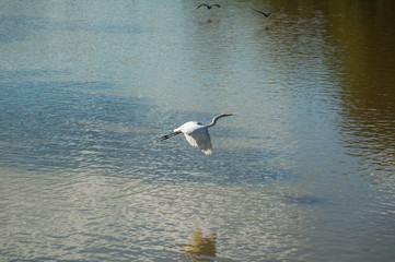 white heron flaps its wings over the lake