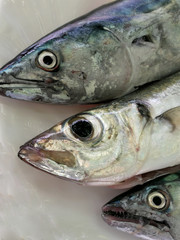 Three fish heads