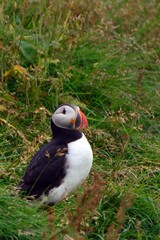 Atlantic puffin, Dyrholaey, Iceland
