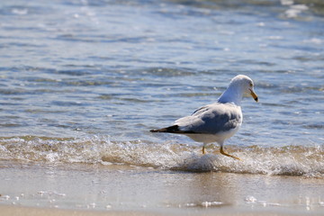 SeaGull