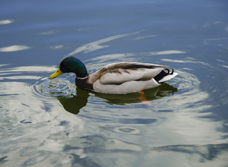 Wild duck in the lake