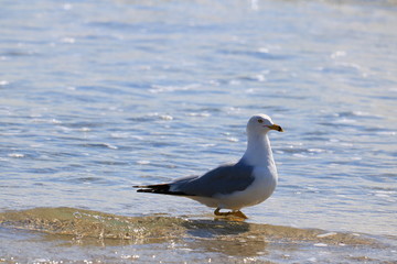 SeaGull