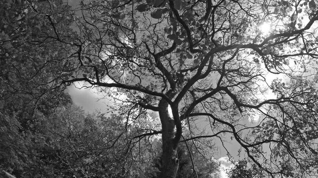 Movement mysterious scary looking old tree on small hill showen in black and white and color in September.