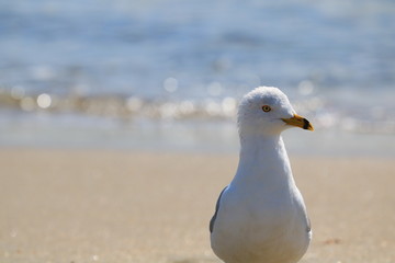 SeaGull