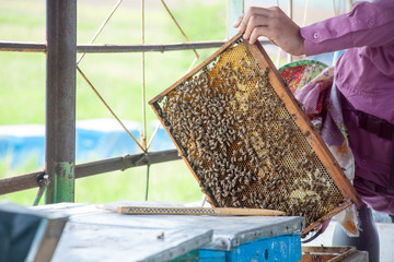 Frames of a bee hive. Beekeeper harvesting honey. Beekeeper Inspecting Bee Hive