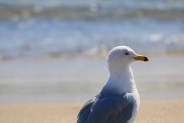 SeaGull