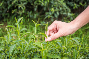 Green tea bud and fresh leaves.Handle with leaves tea.Tea plantations. Chui Fong Farm Chiang Rai,Thailand