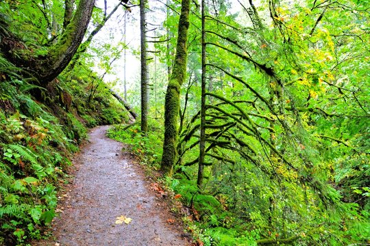 Fototapeta Hiking trail through the green mossy rain forests of Oregon, USA