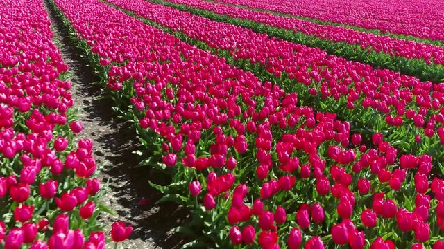 Aerial footage flying very low and sideways over fresh pink tulip field beautiful spring theme of flower landscape very bright colors of straight rows of tulip flowers planted for distribution 4k