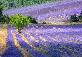 Blooming lavender fields in Provence, France
