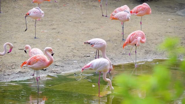 13784_Pink_colored_flamingos_drinking_water_on_the_water_pond.mov