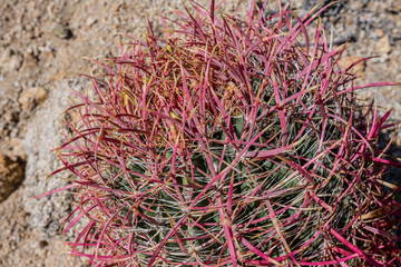 California Barrel Cactus Close Up