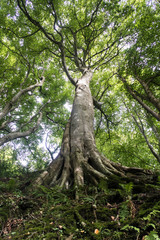 Look up tree from sprawling roots to branches, Isle of Man