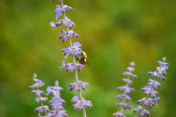 Yellow-Bee-Sage-Right