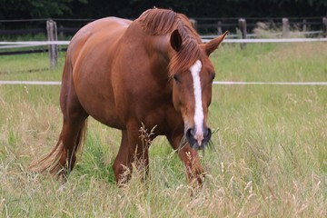 grasendes Pferd