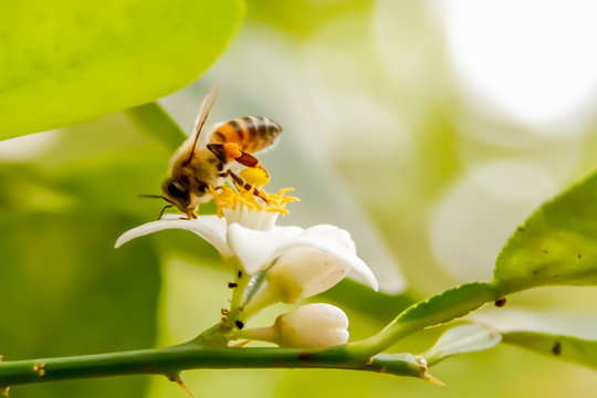 bee in the garden