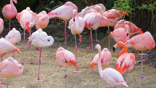 13787_Long_thick_legged_flamingos_in_the_park.mov