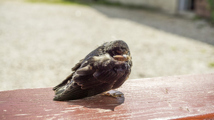 bird