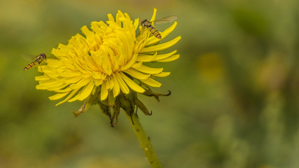 wasp macro 3