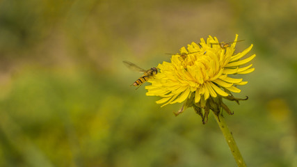 wasp macro 2