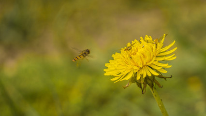 wasp macro flying