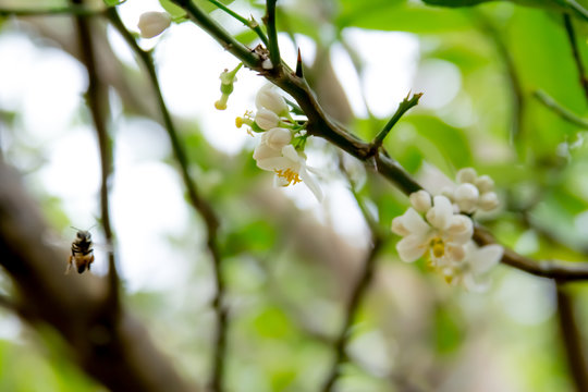 Flor do limoeiro
