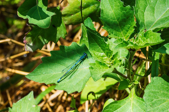 Blue dragonfly