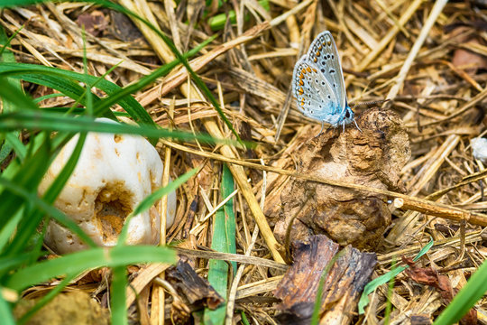 Blue Butterfly