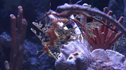 Dragon Seahorse - Powered by Adobe