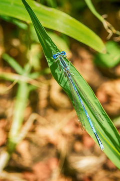 Blue dragonfly
