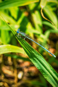 Blue dragonfly