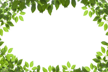 Obraz na płótnie Canvas Fresh spring green leaves isolated