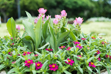 Siam Tulip blooming in the garden
