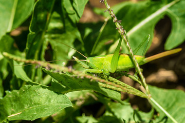 A bright green grasshopper on an leaf