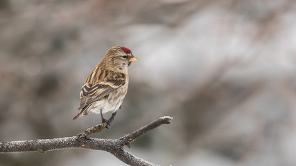 Common Redpoll