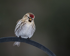 Female Common Redpoll