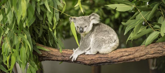 Stickers pour porte Koala Koala dans un eucalyptus.
