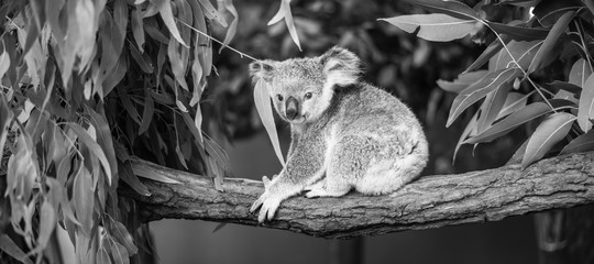 Koala in a eucalyptus tree.